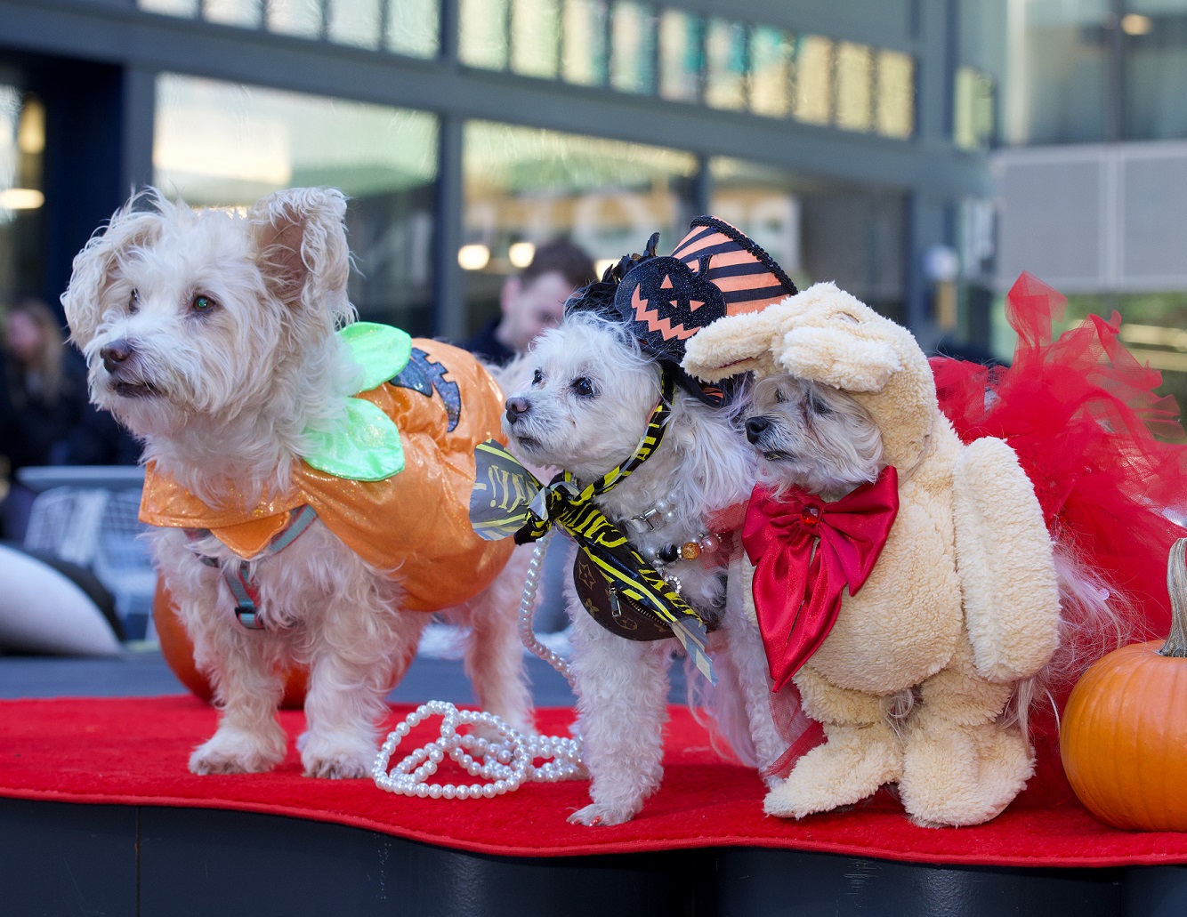 Manhattan West Woof Fest HOWLoween 2023